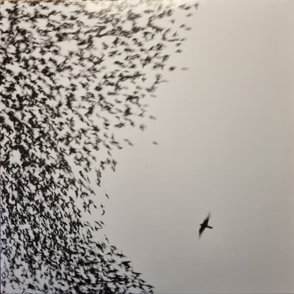 WILCO – WILCO – SKY BLUE SKY (140 GR 12" BLUE-LTD.)