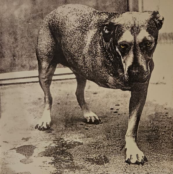 ALICE IN CHAINS – ALICE IN CHAINS